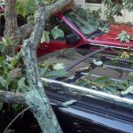 Tree on cars